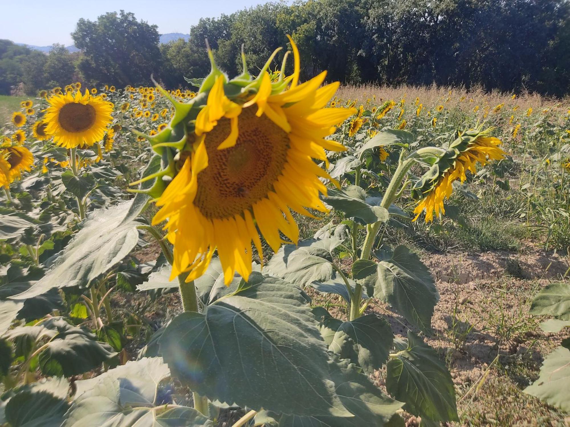 Castelleone di Suasa Casa Borgo Fonte 빌라 외부 사진